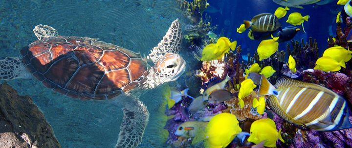 Hawaii Aquarium
