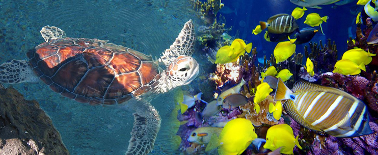 Maui Ocean Center, The Aquarium of Hawaii - Maui Ocean C