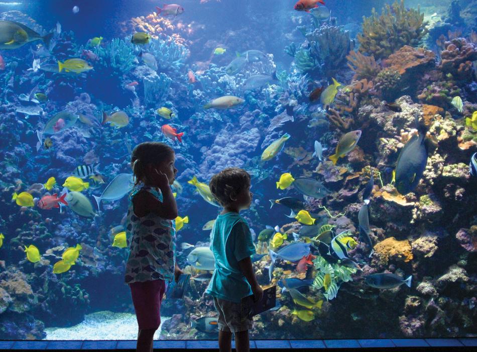 Here's What You Can See at the Maui Aquarium